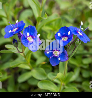 Rock speedwell (Veronica fruticans), Grisons, Suisse Banque D'Images