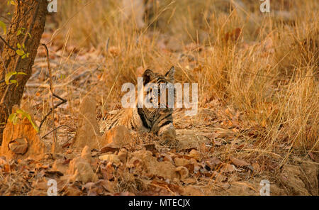 Tigre du Bengale (Panthera tigris tigris), jeune animal attentivement se trouve sur le terrain, Bandhavgarh National Park, Madhya Pradesh Banque D'Images