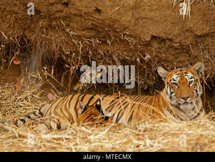 Tigre du Bengale (Panthera tigris tigris), tigresse suckling jeune animal, la Réserve de tigres de Tadoba, Inde Banque D'Images