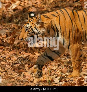 Tigre du Bengale (Panthera tigris tigris), tournant, close-up, Bandhavgarh National Park, Inde Banque D'Images