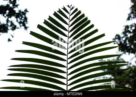 Feuille de cocotier Photo prise à Khulna, Bangladesh.Décembre 8,2017. Banque D'Images