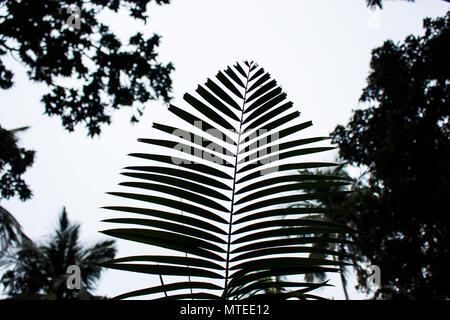 Feuille de cocotier Photo prise à Khulna, Bangladesh.Décembre 8,2017. Banque D'Images