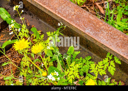 Rails de l'ordre de fleurs Banque D'Images