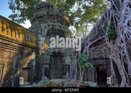 Racines de l'arbre géant couvrant la ruine de Ta Prohm temple à Angkor Wat (Siem Reap, Cambodge) Banque D'Images