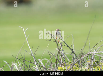 Meadow Pipit spioncelle (Anthus pratensis) avec Caterpillar Banque D'Images