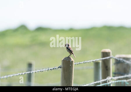 Meadow Pipit spioncelle (Anthus pratensis) avec Caterpillar Banque D'Images