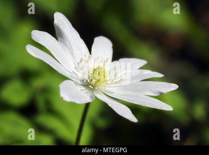 Macro fleurs anémone blanche Banque D'Images