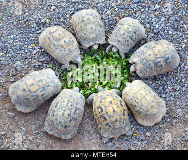 Les jeunes tortues se cercle et eating salad Banque D'Images