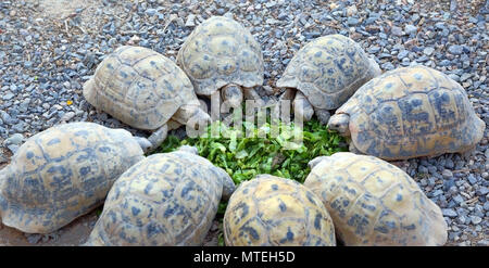 Les jeunes tortues se cercle et eating salad Banque D'Images