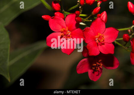 Jatropha Jatropha integerrima (épicé) Banque D'Images