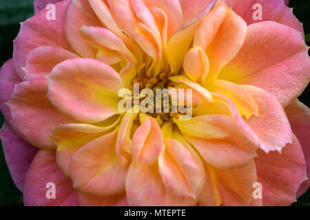 Fleurs rose au printemps Banque D'Images