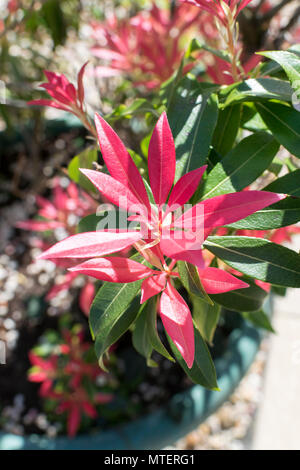 Pieris japonica Flaming Silver arbuste en fleurs Banque D'Images