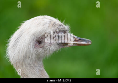 Portrait d'oiseaux nandou