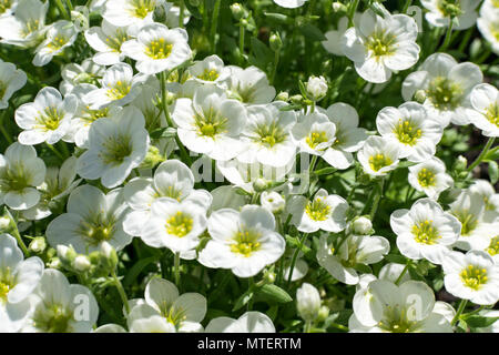 Saxifraga Touran grande plante de rocaille blanc Banque D'Images