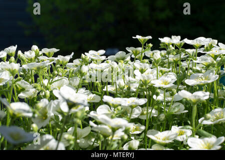 Saxifraga Touran grande plante de rocaille blanc Banque D'Images