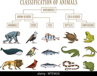 Classification des animaux. Reptiles Amphibiens Mammifères Oiseaux. Poisson-crocodile Baleine Lion Serpent Grenouille. Schéma de l'enseignement de la biologie. Gravé à la main vintage vieux croquis. Tableau des créatures sauvages. Illustration de Vecteur