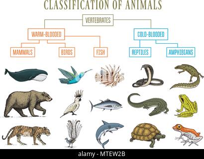 Classification des animaux. Reptiles Amphibiens Mammifères Oiseaux. Poisson-crocodile Baleine Tigre Ours Grenouille Serpent. Schéma de l'enseignement de la biologie. Gravé à la main vintage vieux croquis. Tableau des créatures sauvages. Illustration de Vecteur