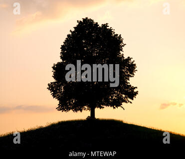 Arbre sur une colline silhouette au coucher du soleil Banque D'Images