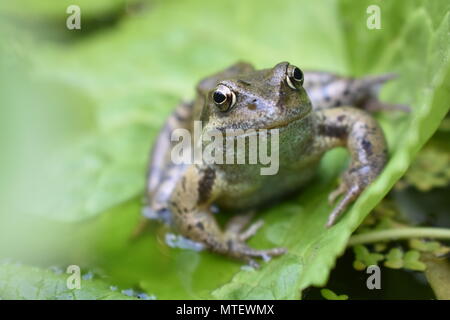 Grenouille dans un étang local Banque D'Images