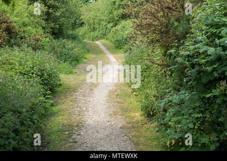 Sentier menant à travers la forêt dans le début de l'été, Turbary Réserve naturelle commune, Dorset, Royaume-Uni Banque D'Images