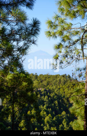 Vue sur Teide Parc Tamadaba, Gran Canaria, Espagne Banque D'Images