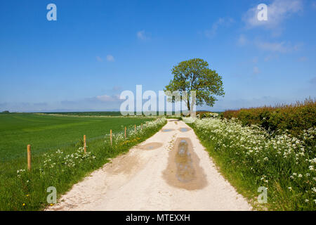 Un frêne à proximité d'une ferme en pierre calcaire à côté de la voie de la récolte de blé et de fleurs de haies d'aubépine dans le Yorkshire Wolds en été sous un ciel bleu Banque D'Images