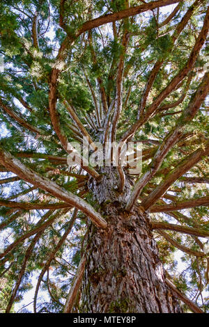 Sequoiadendron gigantium, Taxodiaceae - séquoia géant de Mainau sur le lac de Constance jardins - voir à la hauteur du tronc entre les branches Banque D'Images