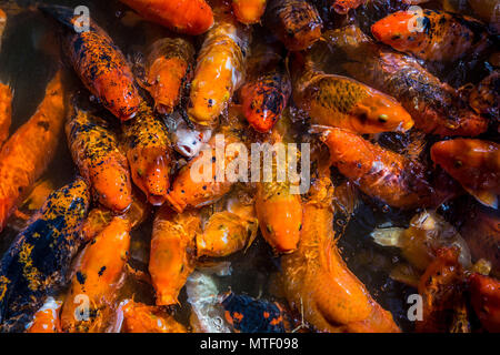 L'École de poissons Koi très coloré de briser la surface de l'eau. Banque D'Images