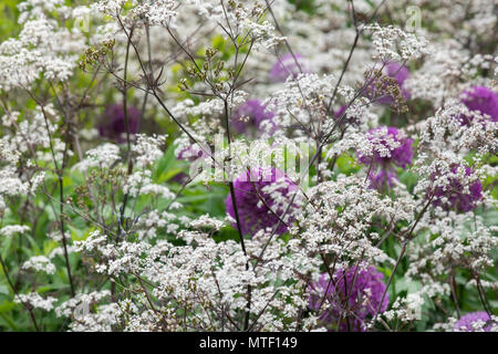 Anthriscus sylvestris 'Ravenswing' . Vache Noire le persil dans un jardin de printemps coloré frontière. Selective focus Banque D'Images