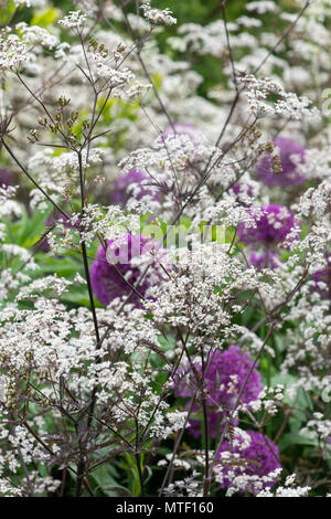 Anthriscus sylvestris 'Ravenswing' . Vache Noire le persil dans un jardin de printemps coloré frontière. Selective focus Banque D'Images