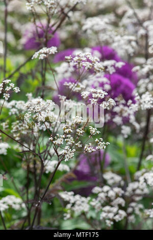 Anthriscus sylvestris 'Ravenswing' . Vache Noire le persil dans un jardin de printemps coloré frontière. Selective focus Banque D'Images