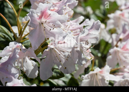 Les fleurs et les feuilles de Rhododendron 'Cunningham' Blanc, légère fleurs roses sur ce flowerinf printemps éricacée arbustive, Berkshire, Mai Banque D'Images