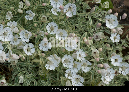 Alpine floraison, campion Silene 'Druett's Variegated' blanc blanc avec des feuilles vertes sur un ang jardin de rocaille, Mai Banque D'Images