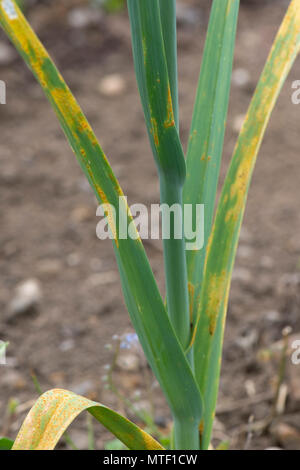 Poireau rouille, Puccinia allii (syn P. porri), maladie fongique infection et des pustules orange sur les feuilles de poireau, Mai Banque D'Images