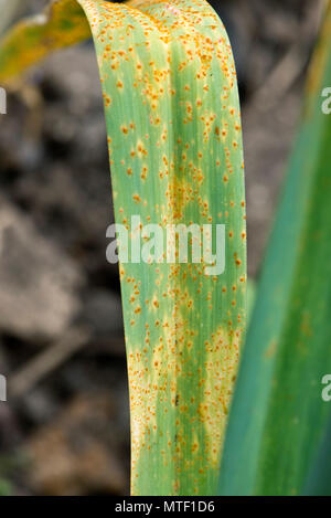 Poireau rouille, Puccinia allii (syn P. porri), maladie fongique infection et des pustules orange sur les feuilles de poireau, Mai Banque D'Images