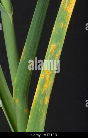 Poireau rouille, Puccinia allii (syn P. porri), maladie fongique infection et des pustules orange sur les feuilles de poireau, Mai Banque D'Images