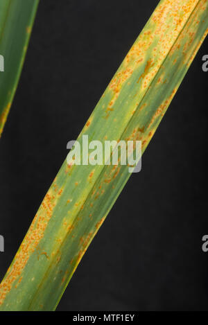 Poireau rouille, Puccinia allii (syn P. porri), maladie fongique infection et des pustules orange sur les feuilles de poireau, Mai Banque D'Images