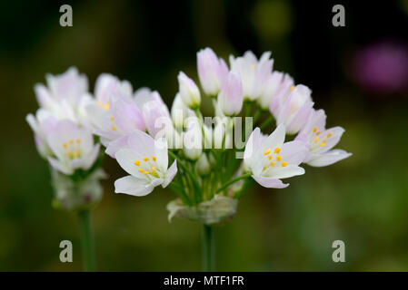 L'ail rose, Allium roseum, ombelle de fleurs roses sur une petite plante de jardin parfumé à l'ail, Mai Banque D'Images