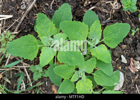 Fat-poule ou le chénopode, Chenopodium album, les jeunes plantes de terres arables et de mauvaises herbes annuelles jardin, Mai Banque D'Images