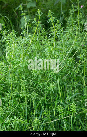 Gaillet, éleusine, stickyweed, Galium aparine, en croissance rapide pour étouffer la végétation au printemps, Mai Banque D'Images