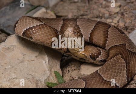 (Agkistrodon contortrix Copperhead du nord) à partir de Gage County, California, USA. Banque D'Images