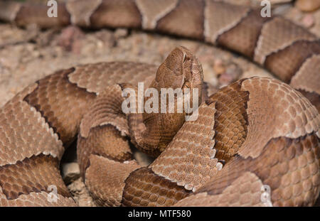 (Agkistrodon contortrix Copperhead du nord) à partir de Gage County, California, USA. Banque D'Images