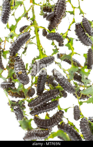 Les larves de l'insecte, Dock Vert Gastrophysa viridula, trouvé sur un quai d'alimentation feuille sur les rives de la rivière Stour Dorset près de Sturminster Newton Banque D'Images