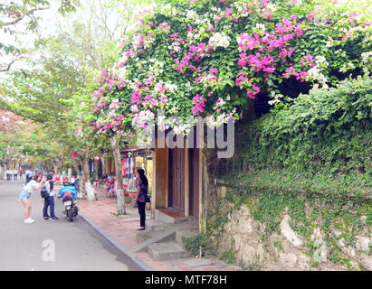 HOI AN, VIETNAM - 17ème Mars 2018 : Touriste posant devant des fleurs de bougainvilliers Magenta et blanc sur une maison gate à Hoi An Banque D'Images