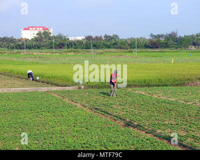 HOI AN, VIETNAM - 18 MARS 2018 : les agriculteurs travaillant,de ratissage, de l'arrosage par des mains dans le champ d'arachide tôt le matin à Hoi An Banque D'Images