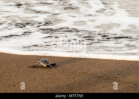 Écloserie en direction de l'océan. Projet de science citoyenne de la biosphère pour la protection des tortues marines au Costa Rica. Bientôt terminé ! Écloserie sur les derniers pouces de la plage. Mais les dangers ne se cachent pas seulement sur terre. Dans l'eau aussi, les prédateurs attendent déjà les jeunes tortues Banque D'Images