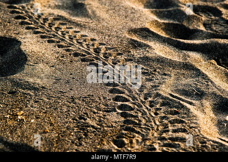 Traces des tortues de mer nouvellement éclos sur la plage. Projet de science citoyenne de la biosphère pour la protection des tortues marines au Costa Rica. Pistes sur la plage. Même les empreintes humaines peuvent être un obstacle difficile à surmonter. Les empreintes de nageoires et la quille sous la carapace sont clairement visibles. Il fournit une bonne hydrodynamique dans l'eau Banque D'Images