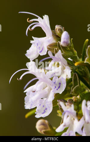 Macro détail de fleurs de romarin (Rosmarinus officinalis) dans le parc naturel de ses Salines (Formentera, Îles Pityusic, Îles Baléares, Espagne) Banque D'Images