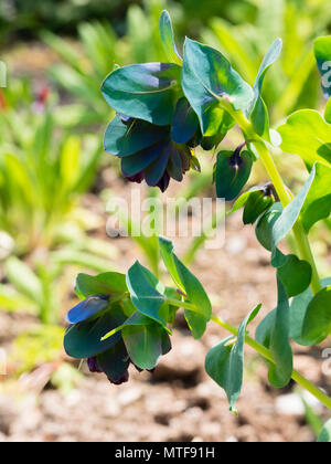 -Bleu plus foncé, feuillage vert bractées et fleurs violettes de l'été annuel en fleurs, Honeywort Cerinthe major 'Purpurascens' Banque D'Images