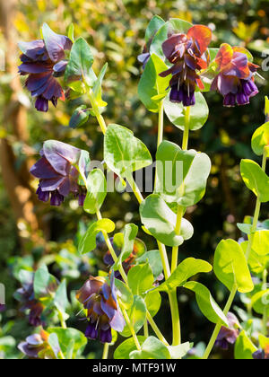 -Bleu plus foncé, feuillage vert bractées et fleurs violettes de l'été annuel en fleurs, Honeywort Cerinthe major 'Purpurascens' Banque D'Images